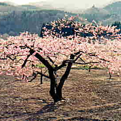 春から初夏の蔵王